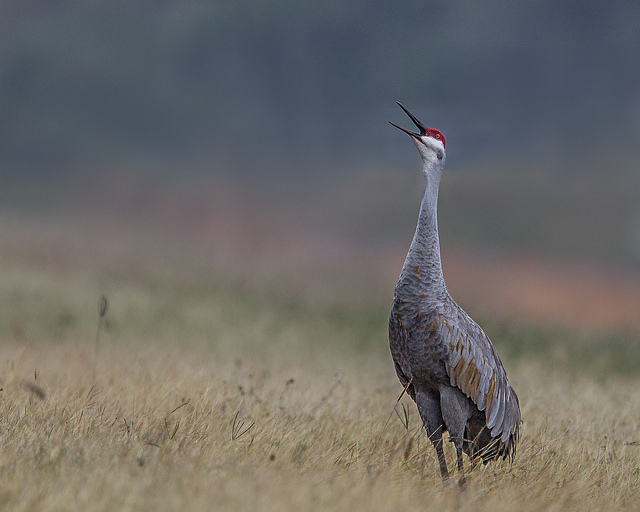 Picture of Lehigh Acres, Florida, United States